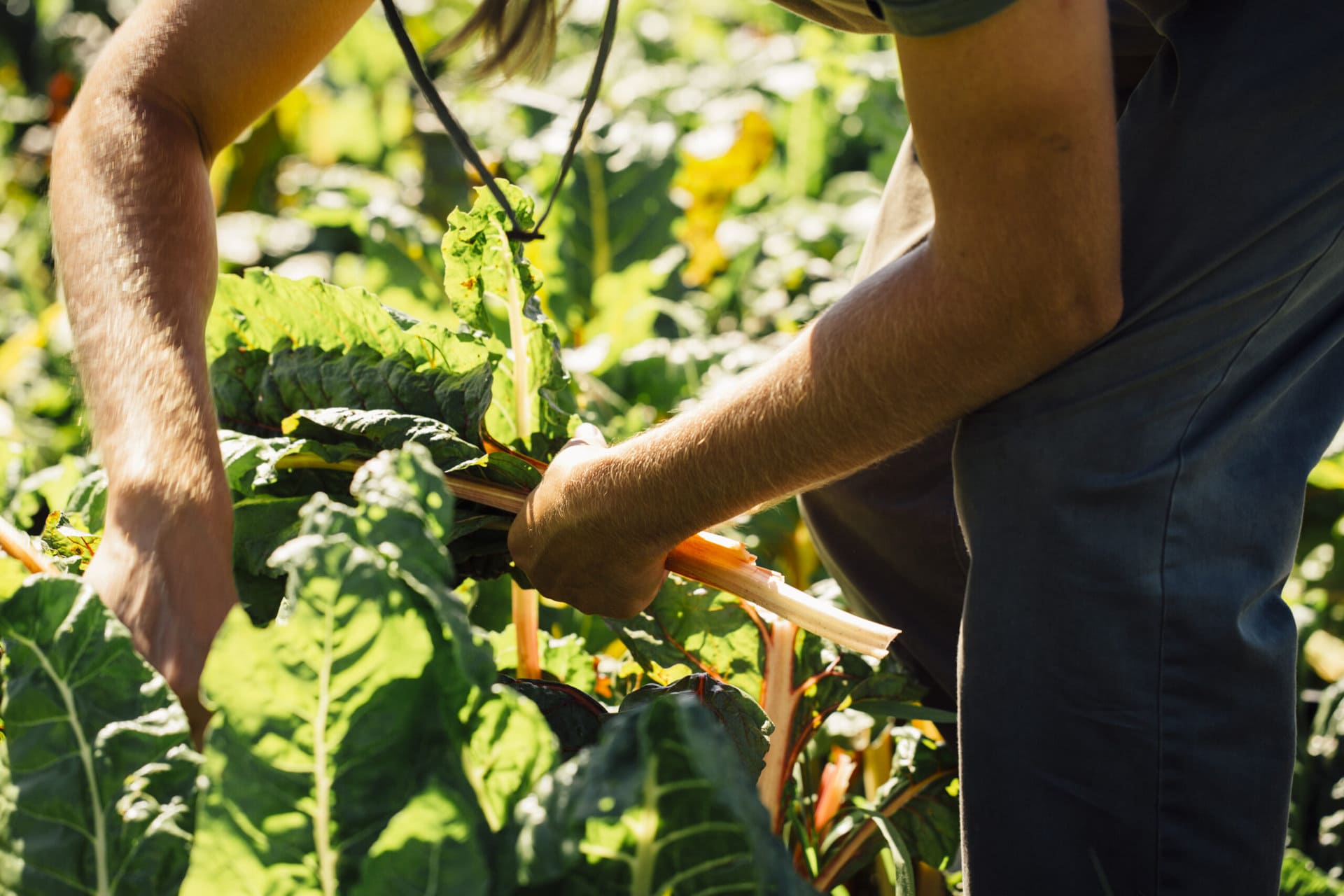 person getting vegetables