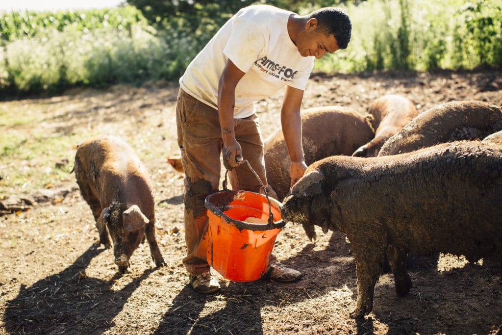 Luis and pigs