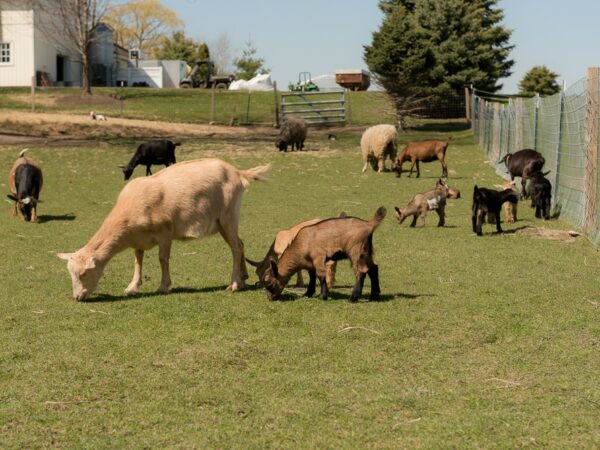 herd