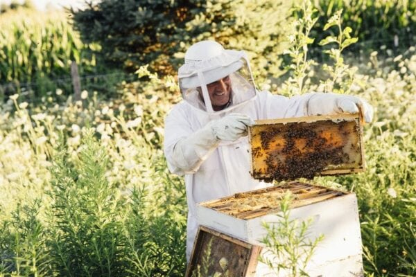 honey bees