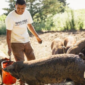 luis and pigs