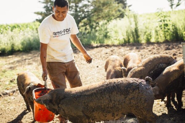 luis and pigs